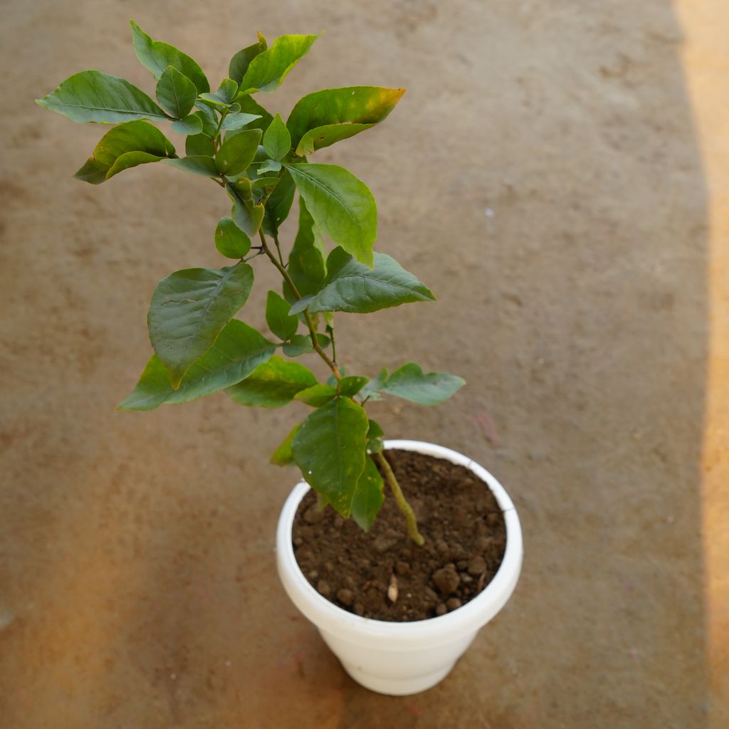 Bel Patra in 8 Inch Classy White Plastic Pot