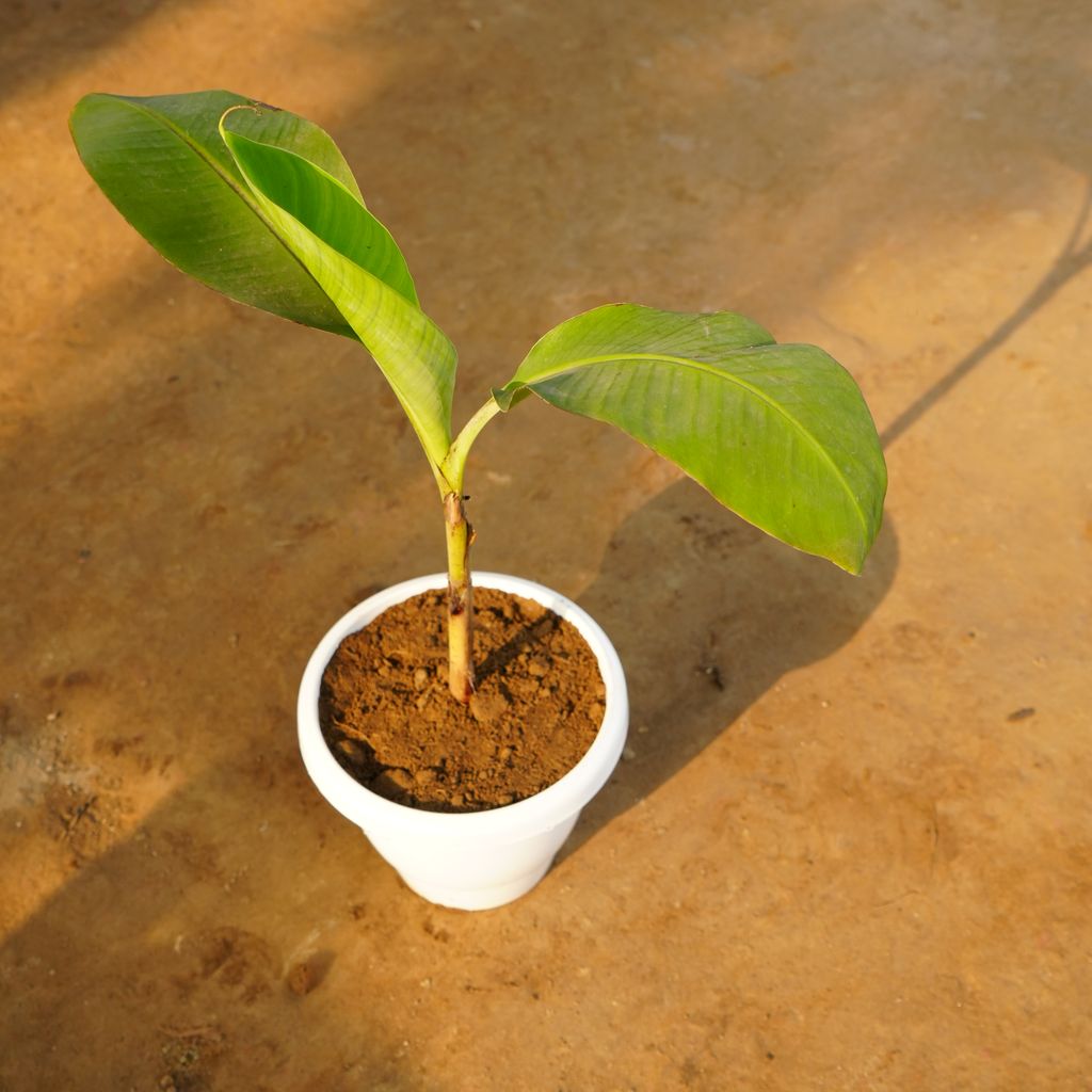 Banana in 8 Inch Classy White Plastic Pot