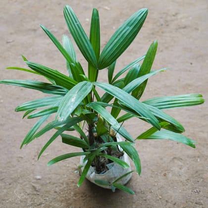 Buy Raphis / Rhapis Palm in 5 Inch Nursery Bag Online | Urvann.com