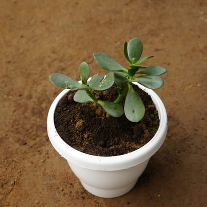 Buy Crassula Succulent in 8 Inch Classy White Plastic Pot Online | Urvann.com