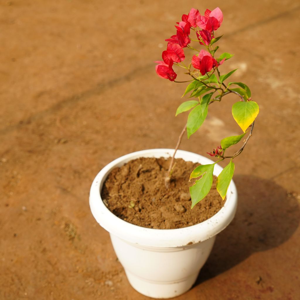 Bougainvillea Red in 10 Inch Classy White Plastic Pot