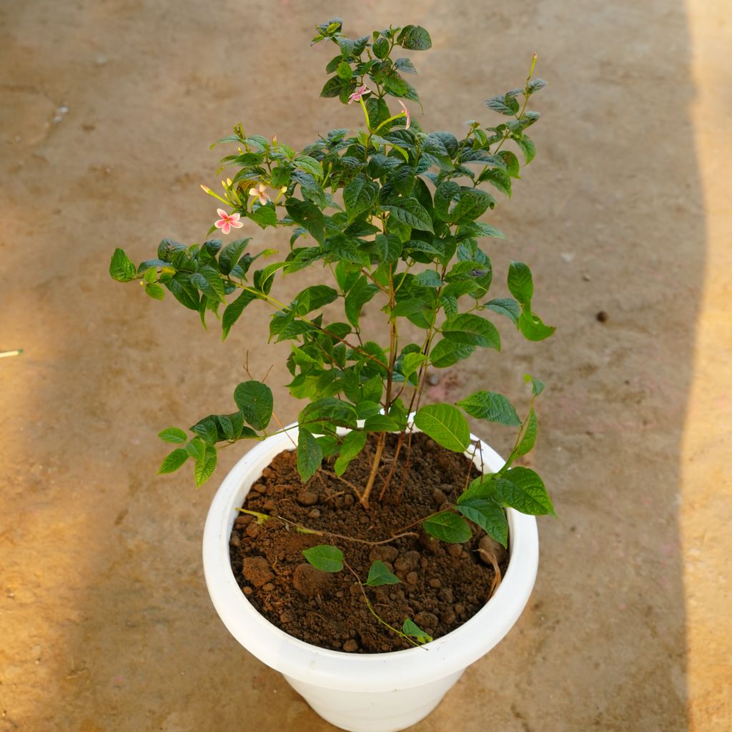 Madhu Malti / Rangoon Creeper Hybrid Dwarf in 12 Inch Classy White Plastic Pot