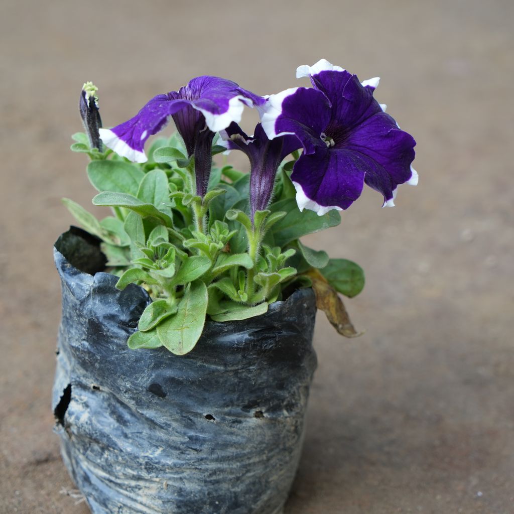 Petunia Purple with White Border in 4 Inch Nursery Bag