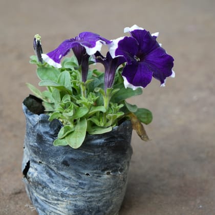 Buy Petunia Purple with White Border in 4 Inch Nursery Bag Online | Urvann.com