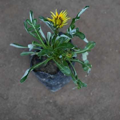 Buy Gazania Yellow in 4 Inch Nursery Bag Online | Urvann.com