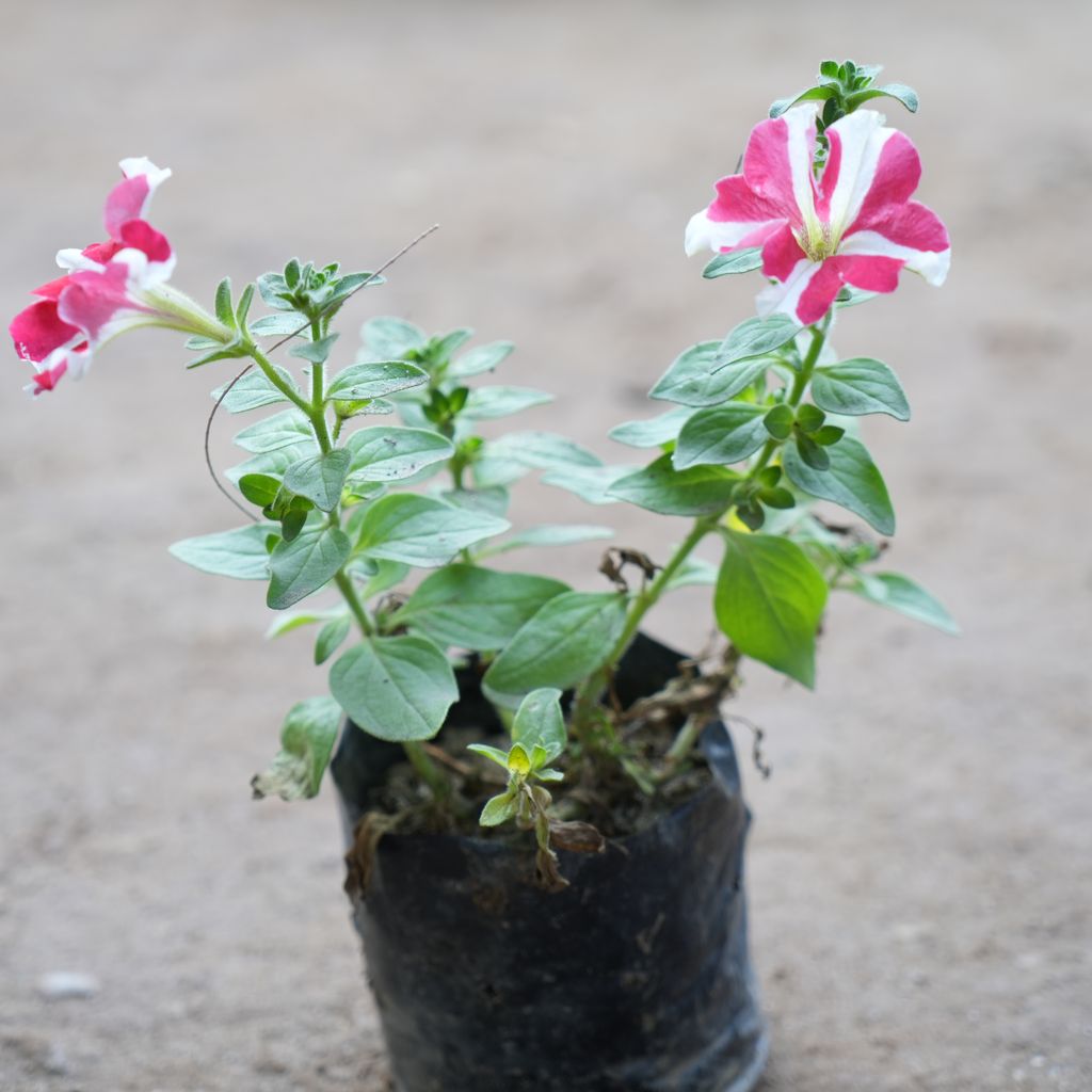 Petunia Red & White in 4 Inch Nursery Bag