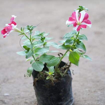 Buy Petunia Red & White in 4 Inch Nursery Bag Online | Urvann.com