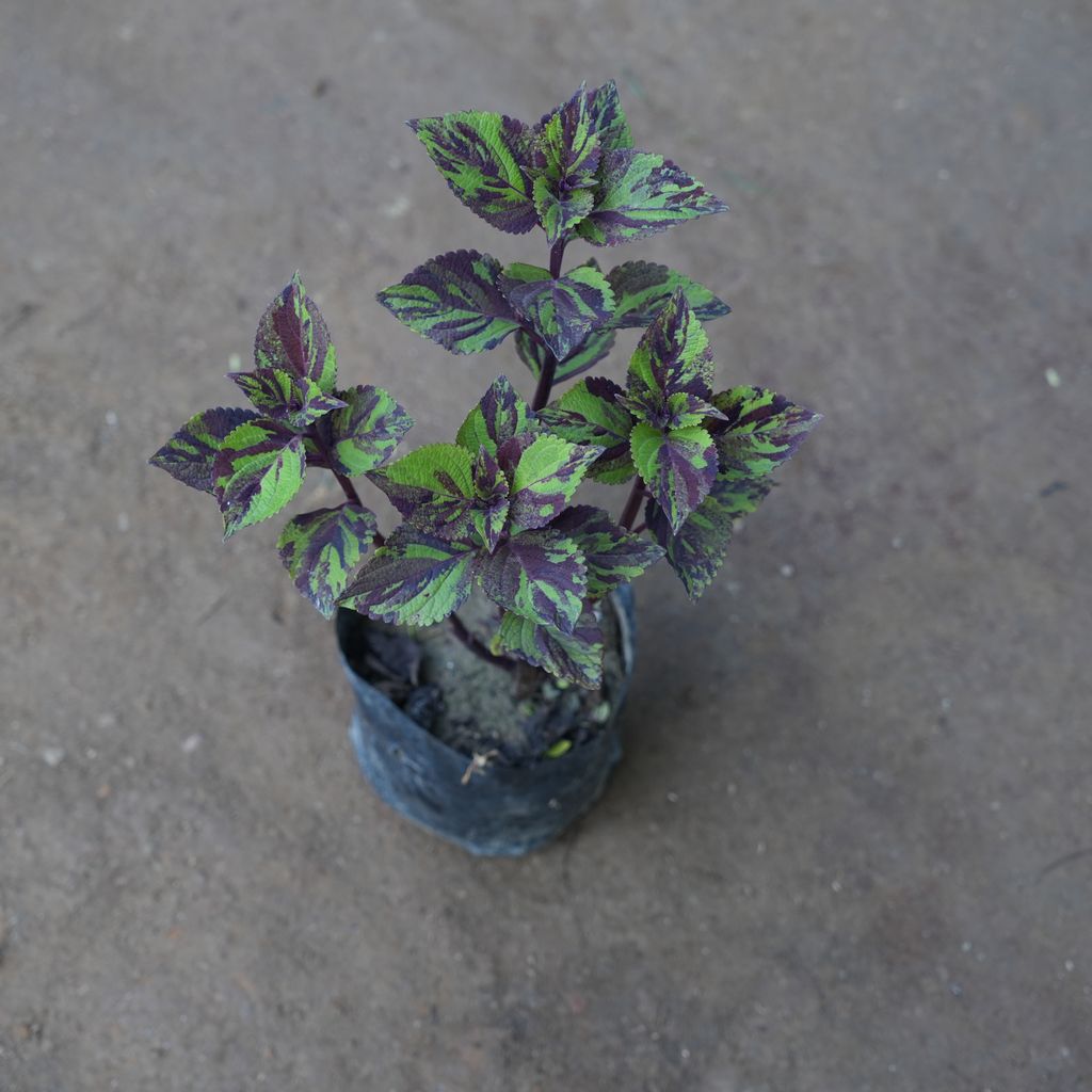 Coleus Vino Purple Green in 4 Inch Nursery Bag