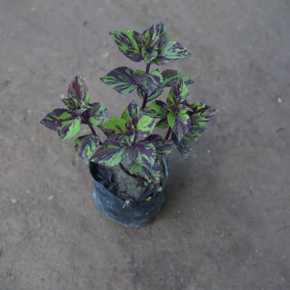 Buy Coleus Vino Purple Green in 4 Inch Nursery Bag Online | Urvann.com