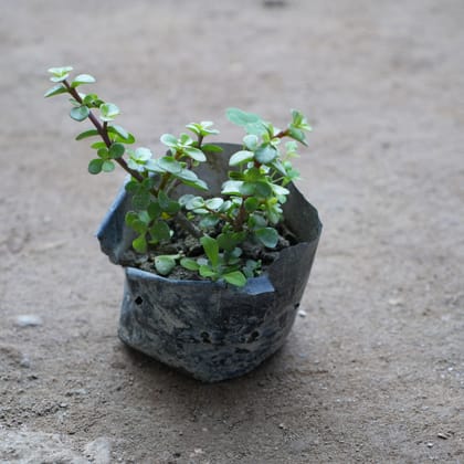 Buy Jade in 4 Inch Nursery Bag Online | Urvann.com