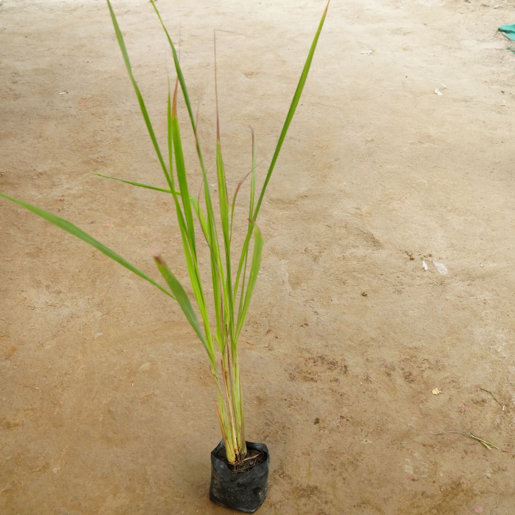 Lemon Grass in 3 Inch Nursery Bag