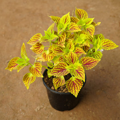 Buy Coleus Green (any design) in 6 Inch Nursery Pot Online | Urvann.com