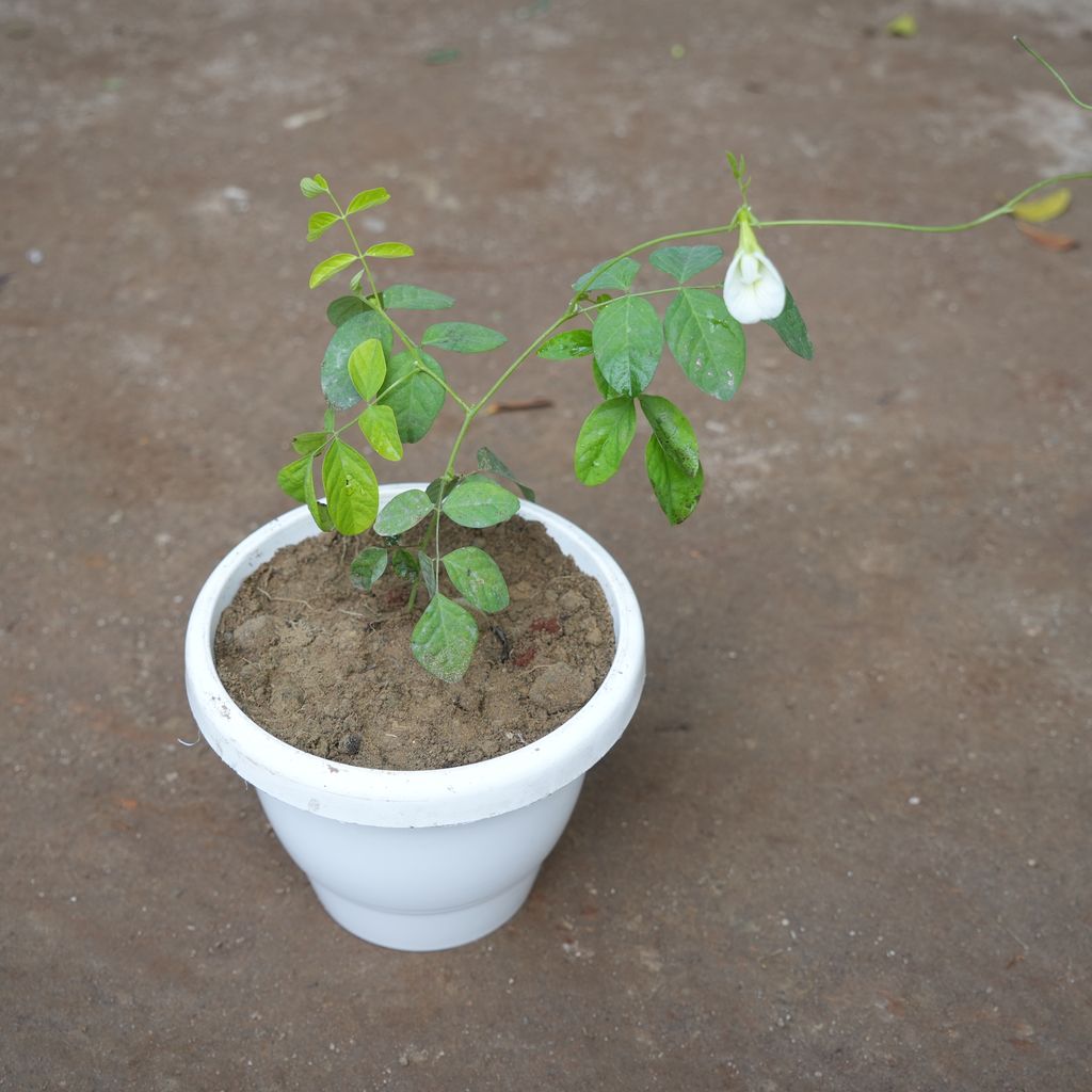 Aparajita / Asian Pigeonwings White in 8 Inch Classy White Plastic Pot