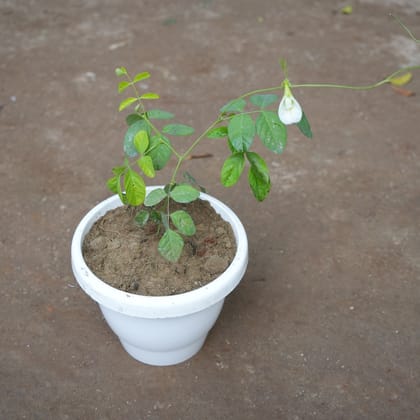 Buy Aparajita / Asian Pigeonwings White in 8 Inch Classy White Plastic Pot Online | Urvann.com