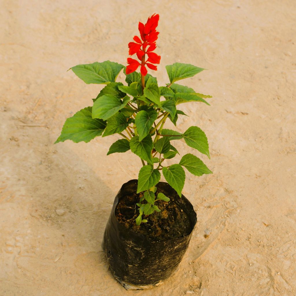 Salvia (any colour) in 4 Inch Nursery Bag