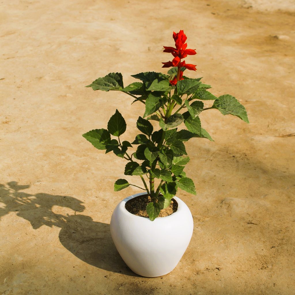 Salvia Red in 4 Inch White Premium Apple Plastic Pot