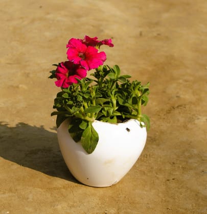 Buy Petunia (any colour) in 4 Inch White Premium Apple Plastic Pot Online | Urvann.com