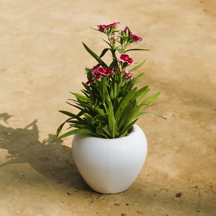 Buy Dianthus (any colour) in 4 Inch White Premium Apple Plastic Pot Online | Urvann.com