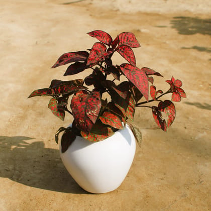 Buy Hypoestes / Polka Dot Red in 4 Inch White Premium Apple Plastic Pot Online | Urvann.com