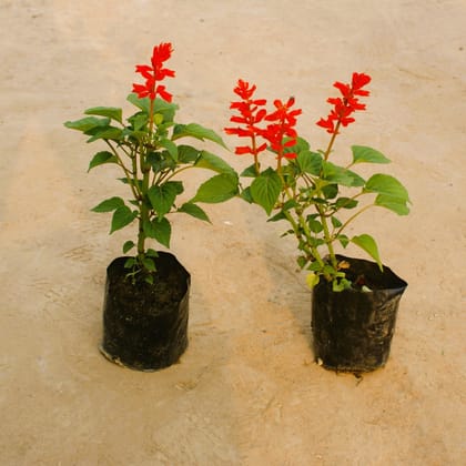 Set of 2 - Salvia (any colour) in 4 Inch Nursery Bag