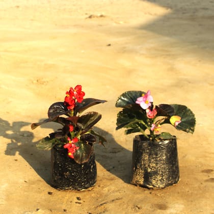 Set of 2 Begonia (any colour) in 4 Inch Nursery Bag