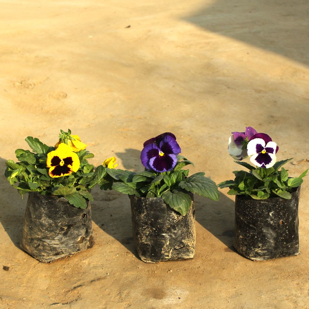 Set of 3 - Pansy (any colour) in 4 Inch Nursery Bag