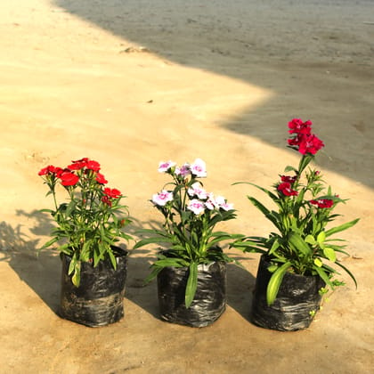 Set of 3 Dianthus (Any colour) in 4 Inch Nursery Bag