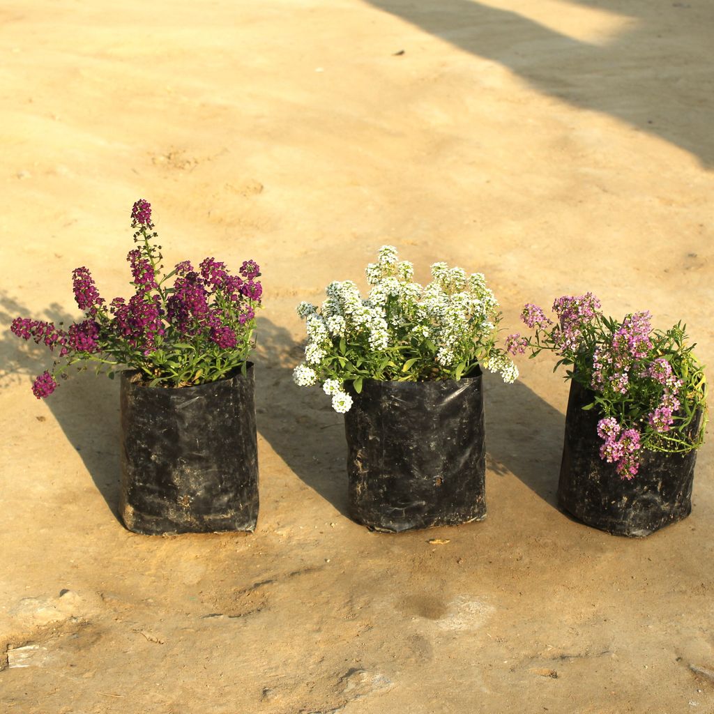 Set of 3 Alyssum (any colour) in 4 Inch Nursery Bag