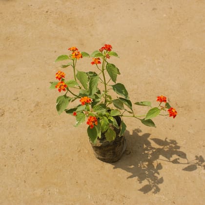 Lantana (any colour) in 4 Inch Nusery Bag