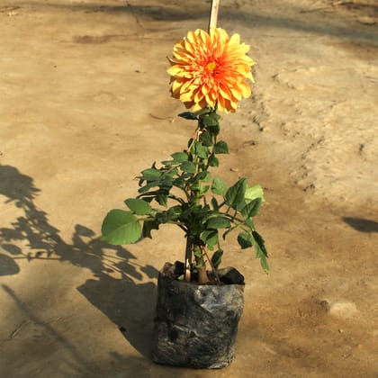 Dahlia (any colour) in 7 Inch Nursery Bag