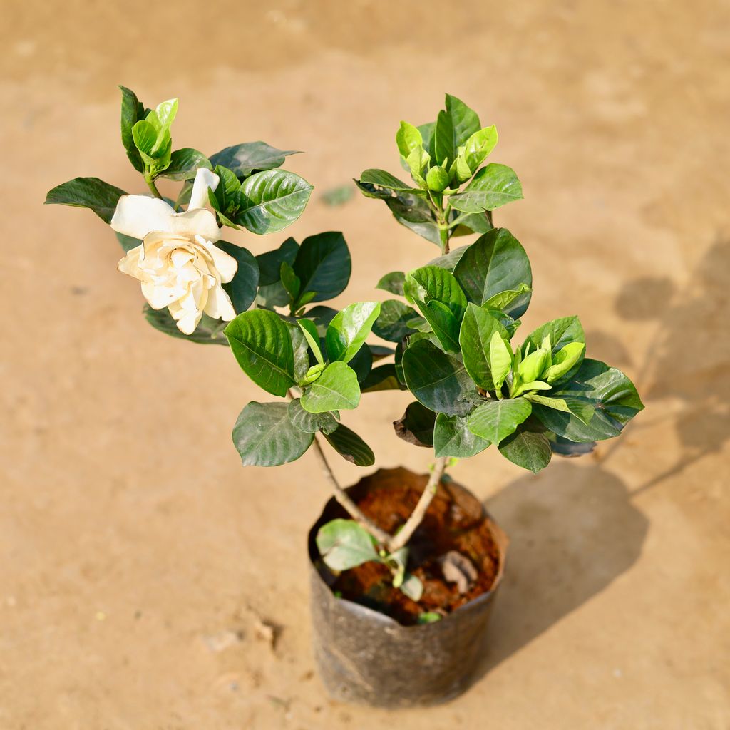 Gandhraj / Gardenia Hybrid (any colour) in 6 Inch Nursery Bag