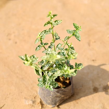 Buy Hypoestes / Polka Dot (any colour) in 4 Inch Nursery Bag Online | Urvann.com