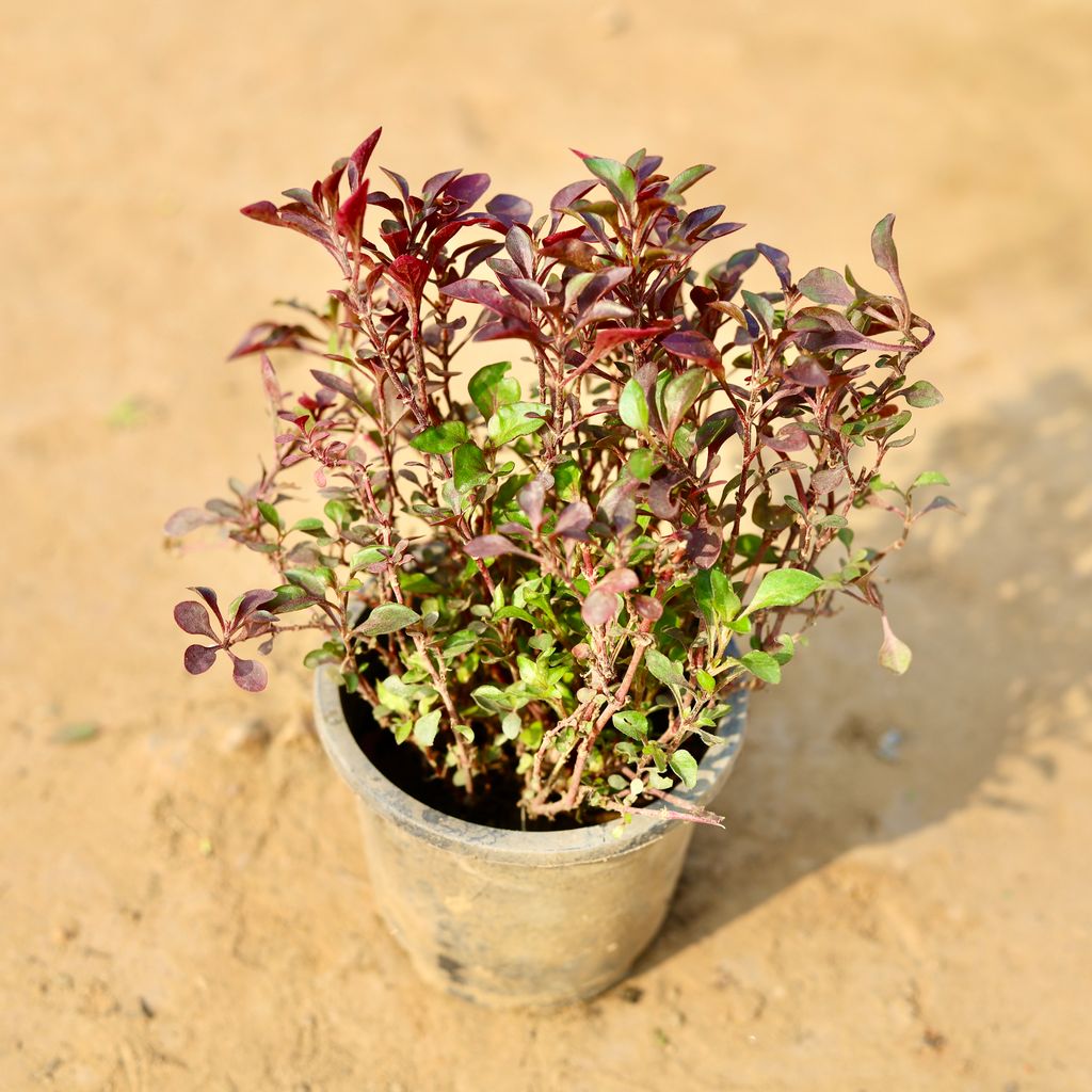 Alternanthera in 4 Inch Nursery Pot