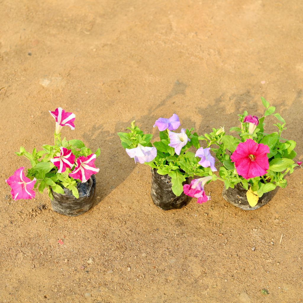 Set of 3 - Petunia (any colour) in 4 Inch Nursery Pot