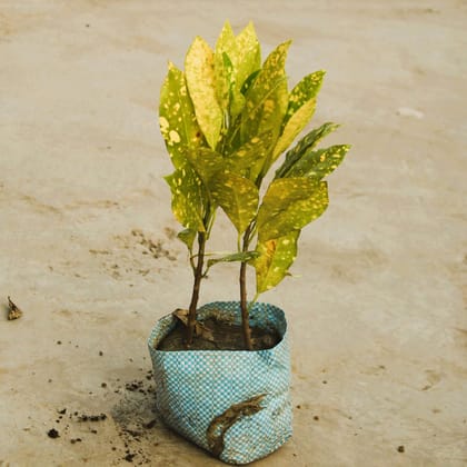 Buy Baby Croton Yellow in 5 Inch Nursery Bag Online | Urvann.com