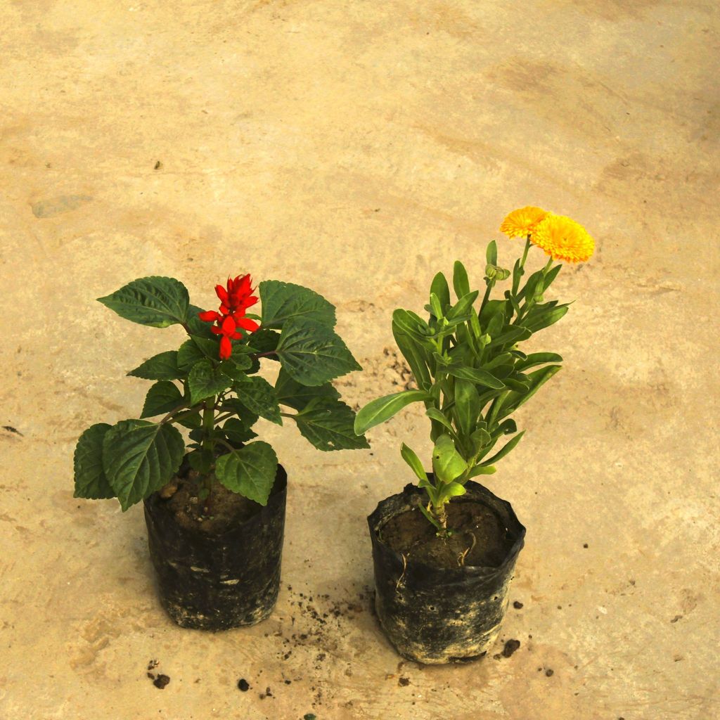 Set of 2 - Salvia & Calendula (any colour) in 4 Inch Nursery Bag