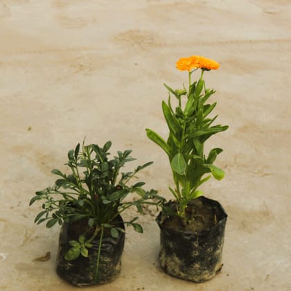 Buy Set of 2 - Calendula & Gazania (any colour) in 4 Inch Nursery Bag Online | Urvann.com