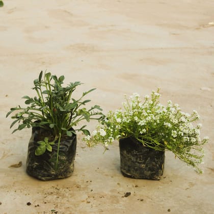 Buy Set of 2 - Alyssum & Gazania (any colour) in 4 Inch Nursery Bag Online | Urvann.com