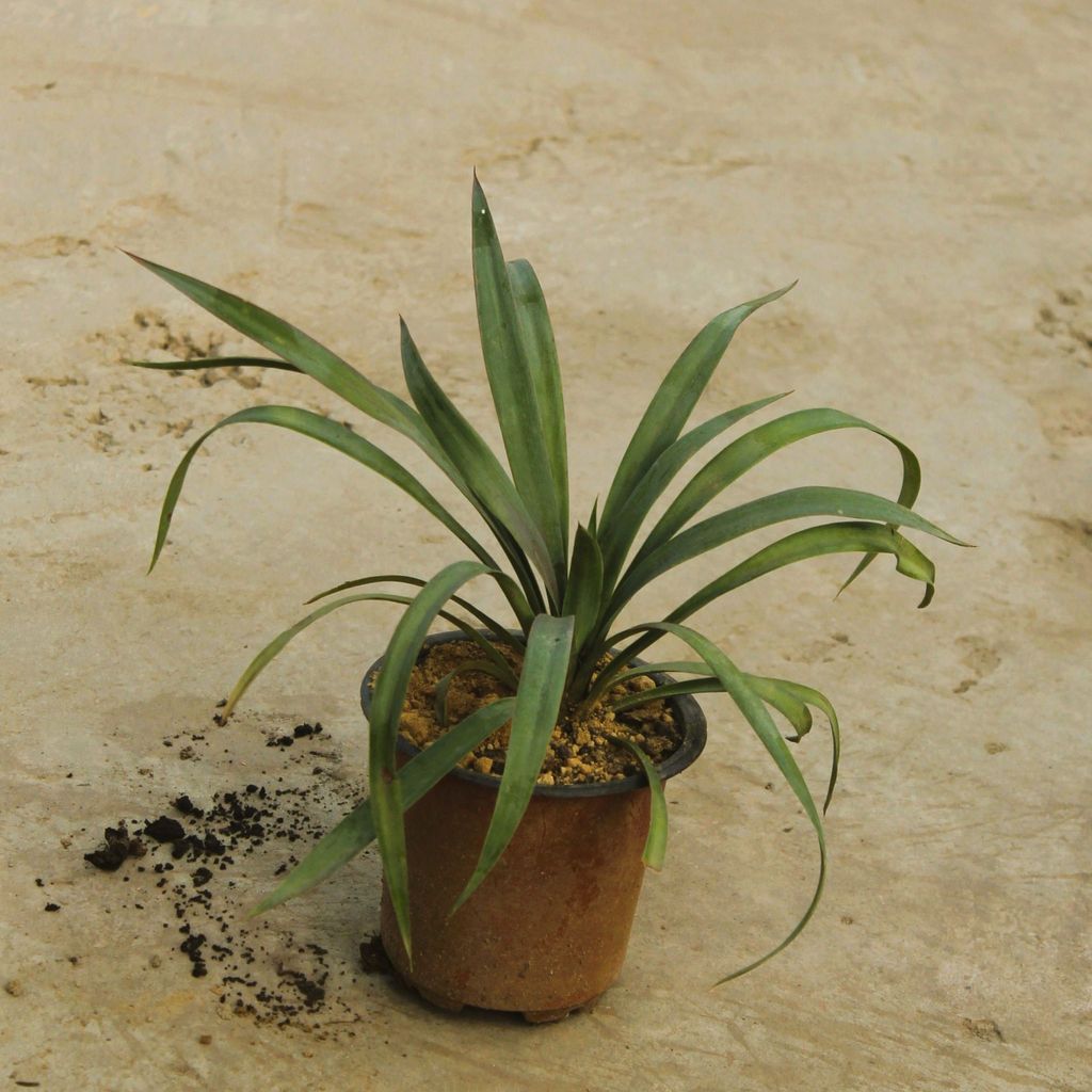 Yucca in 4 Inch Nursery Pot