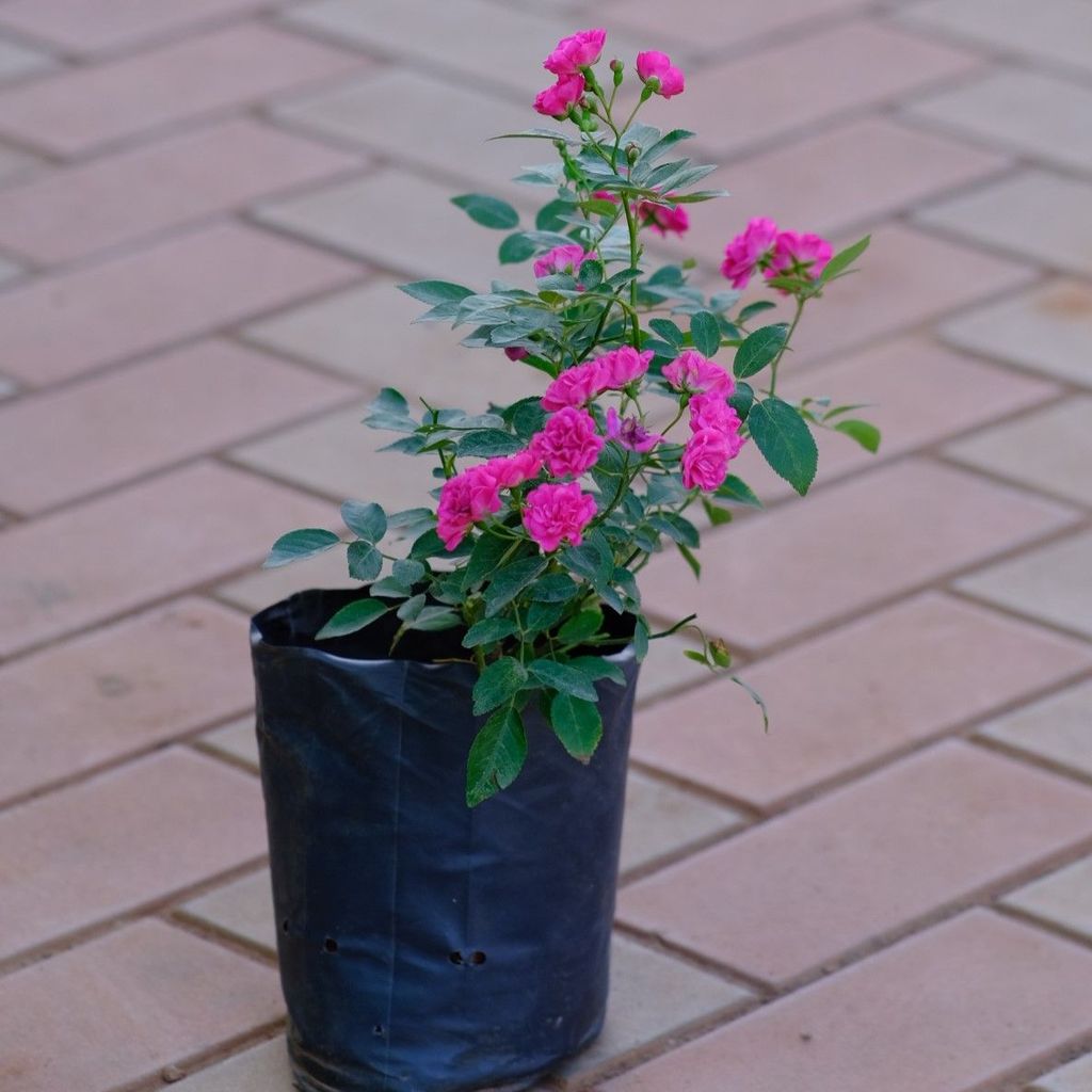 Button Rose Pink in 5 Inch Nursery Bag