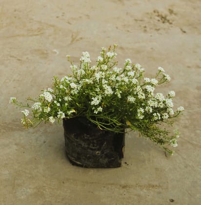 Buy Alyssum (any colour) in 4 Inch Nursery Bag Online | Urvann.com