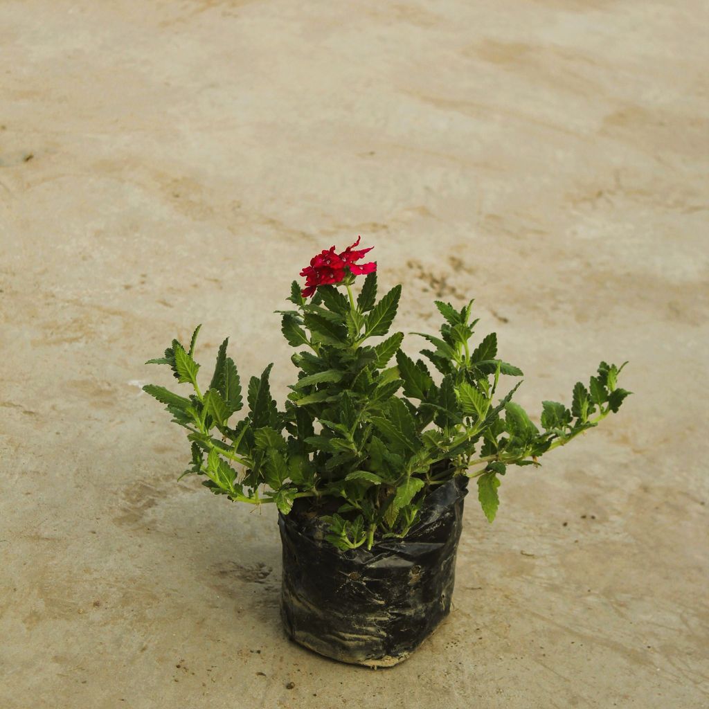 Verbena (any colour) in 4 Inch Nursery Bag