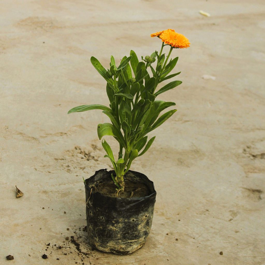 Calendula (any colour) in 4 Inch Nursery Bag