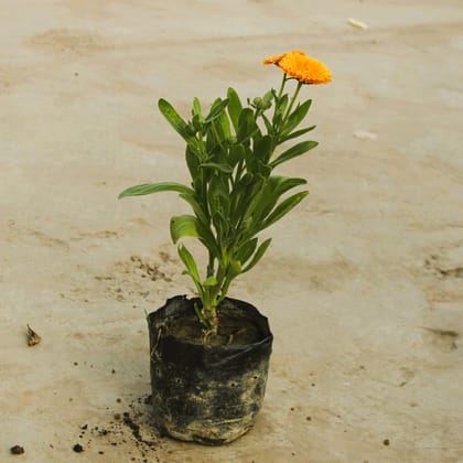 Buy Calendula (any colour) in 4 Inch Nursery Bag Online | Urvann.com