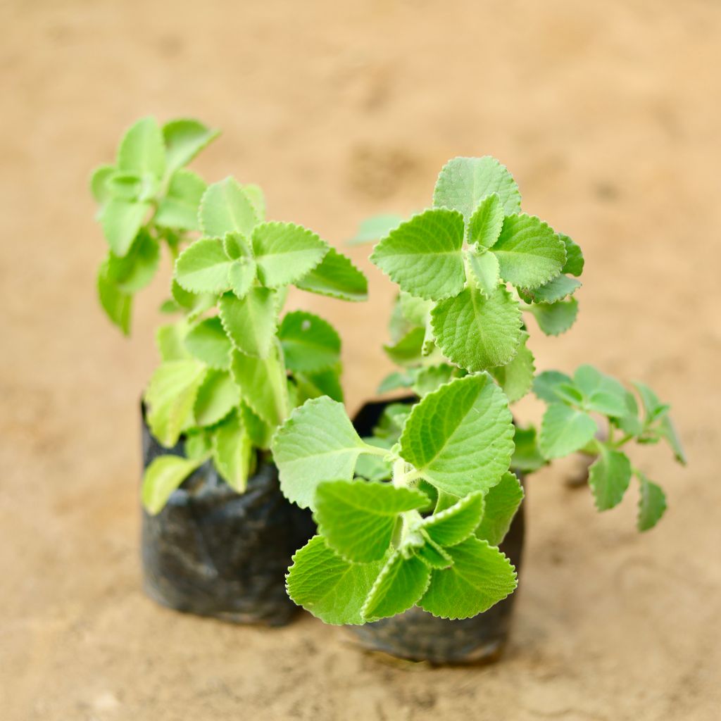 Set of 2 - Ajwain in 4 Inch Nursery Bag