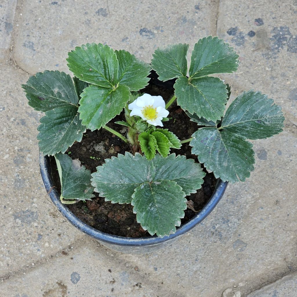 Strawberry Plant in 6 Inch Nursery Pot