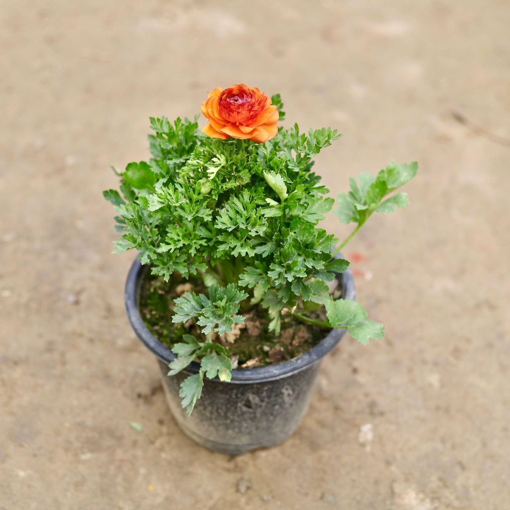 Ranunculus / Buttercup (any colour) in 6 Inch Nursery Pot