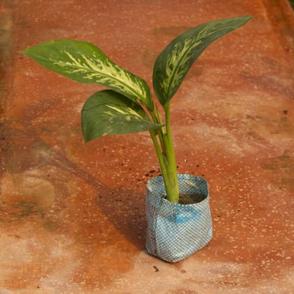 Buy Dieffenbachia Seguin in 3 Inch Nursery Bag Online | Urvann.com