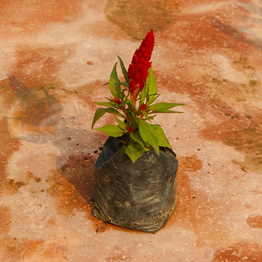 Celosia / Cockscomb (any colour) in 3 Inch Nursery Bag