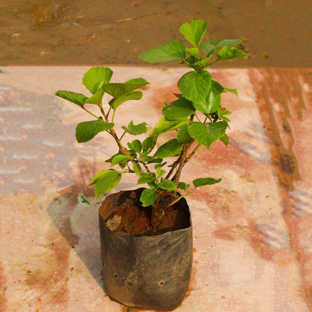 English Hibiscus (any colour) in 6 Inch Nursery Bag